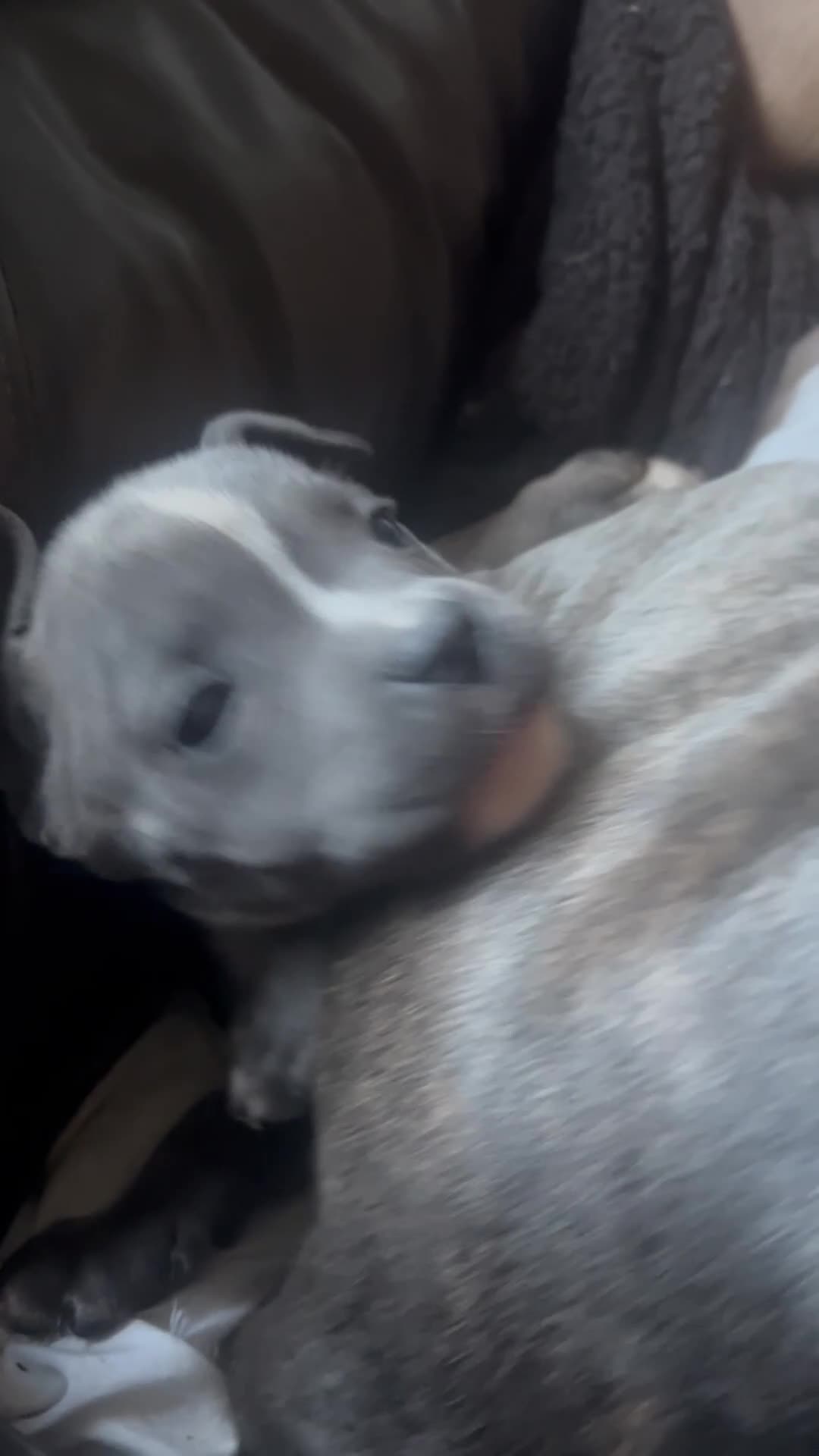 Mixed Breed dogs for sale: Staffordshire bull terrier X Cane Corso Puppies - Video 1