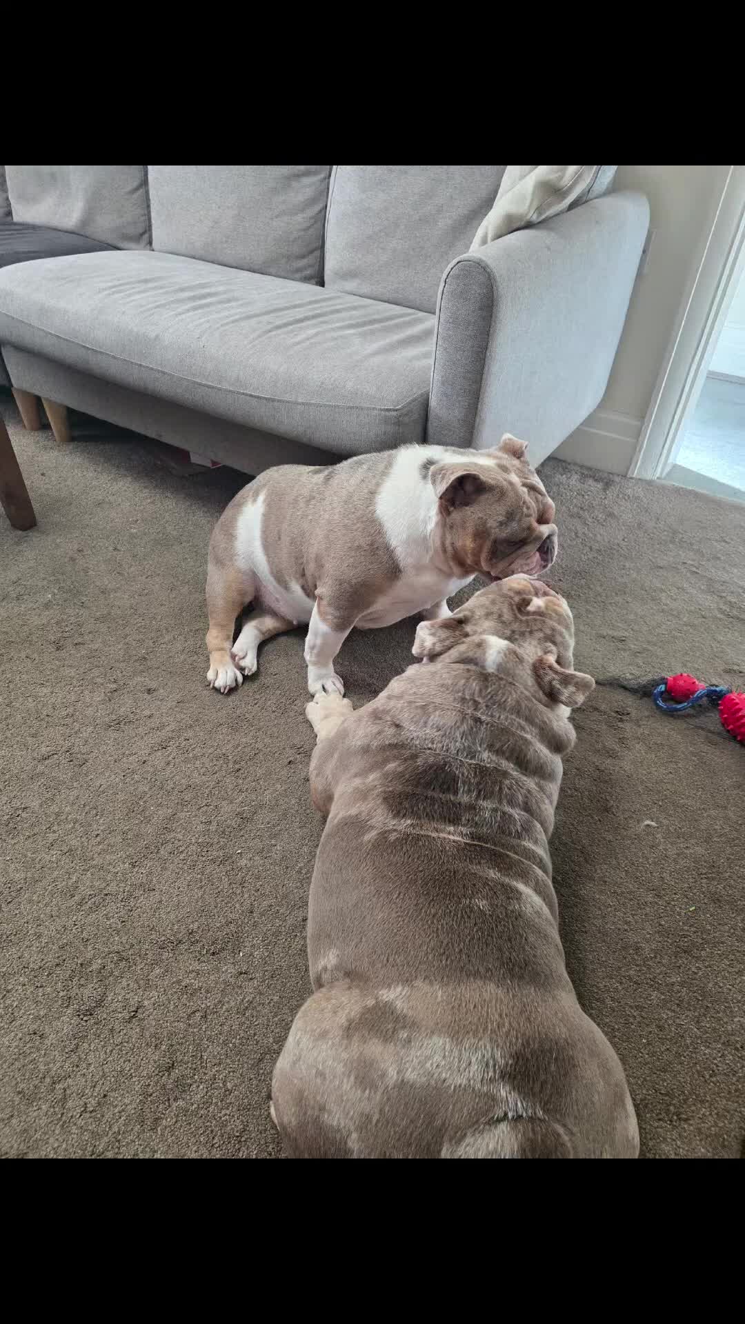 English Bulldog dogs for sale: male and female english bulldogs - Video 1