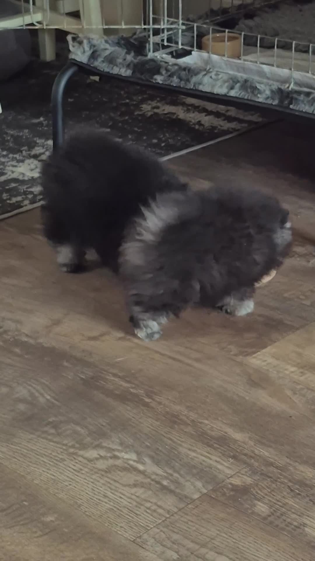 Pomeranian dogs for sale: Gorgeous Pomeranian  - Video 1