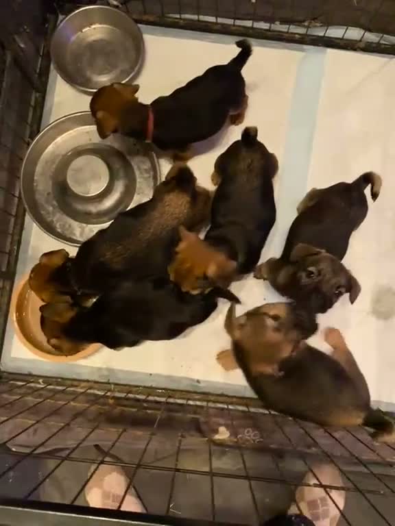 Mixed Breed dogs for sale: Gorgeous Fluffy Frenchy and Border Terrier mixed  - Video 3
