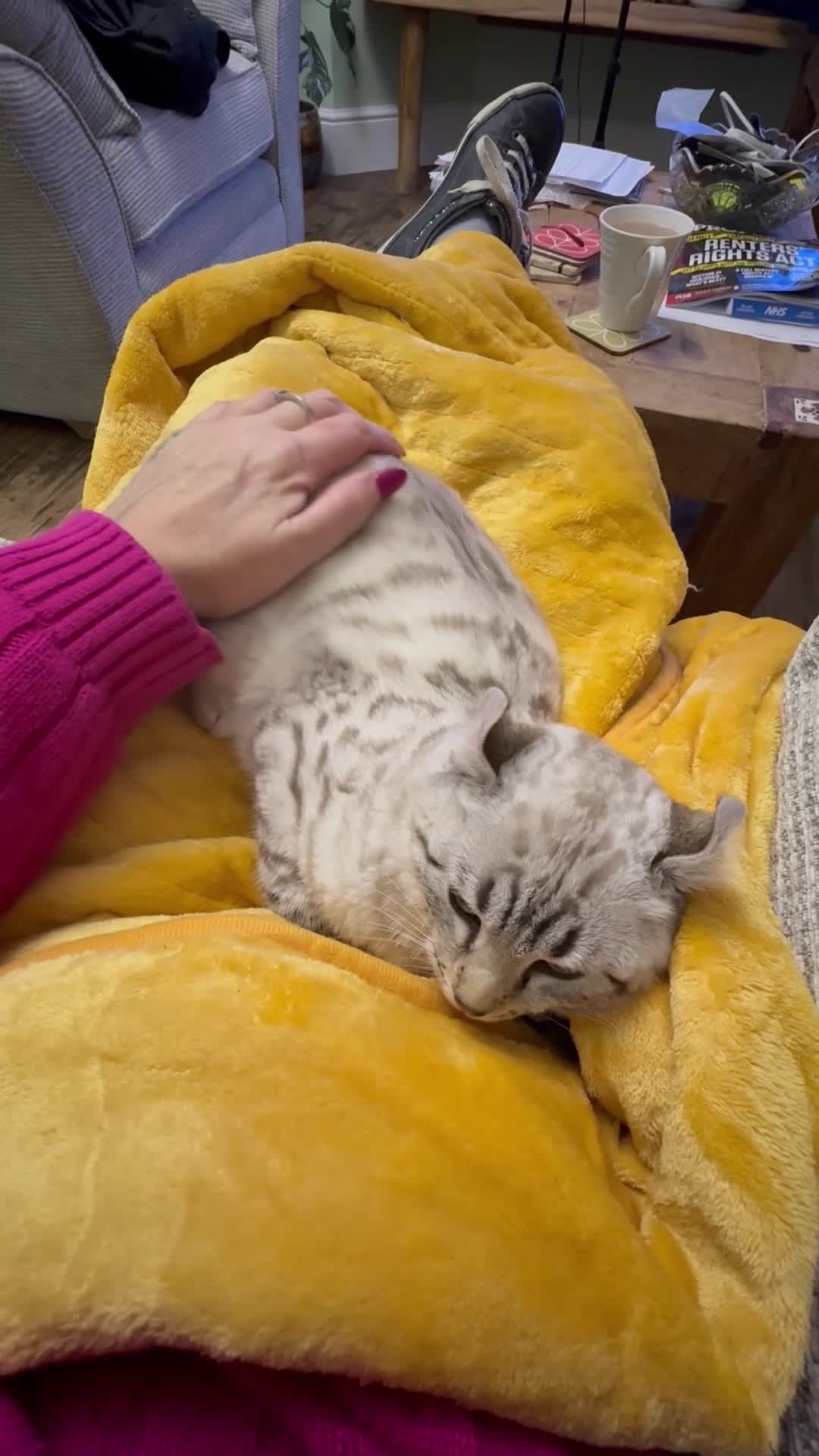 Keetso cats for sale: Super wild looking poly curled eared leopard  - Video 1