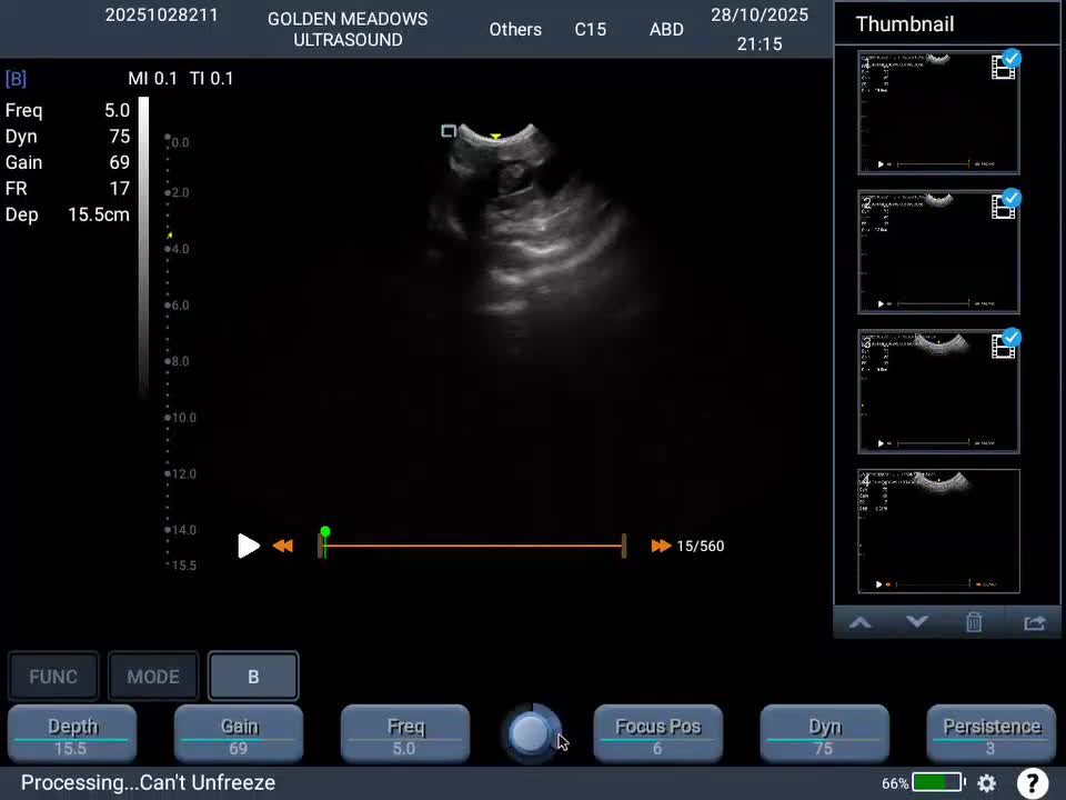 Guinea Pig rodents for sale: Guinea Pigs Due   - Video 1