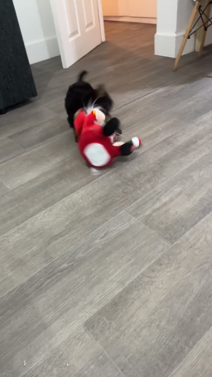 Yorkshire Terrier dogs for sale: 🐾 Adorable Yorkshire Terrier Puppy 🐶 - Video 1