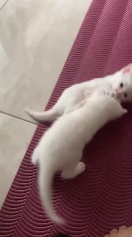 Domestic Shorthair cats for sale: 🐾 4 Lovely Kittens Looking for Homes  🐾    - Video 1