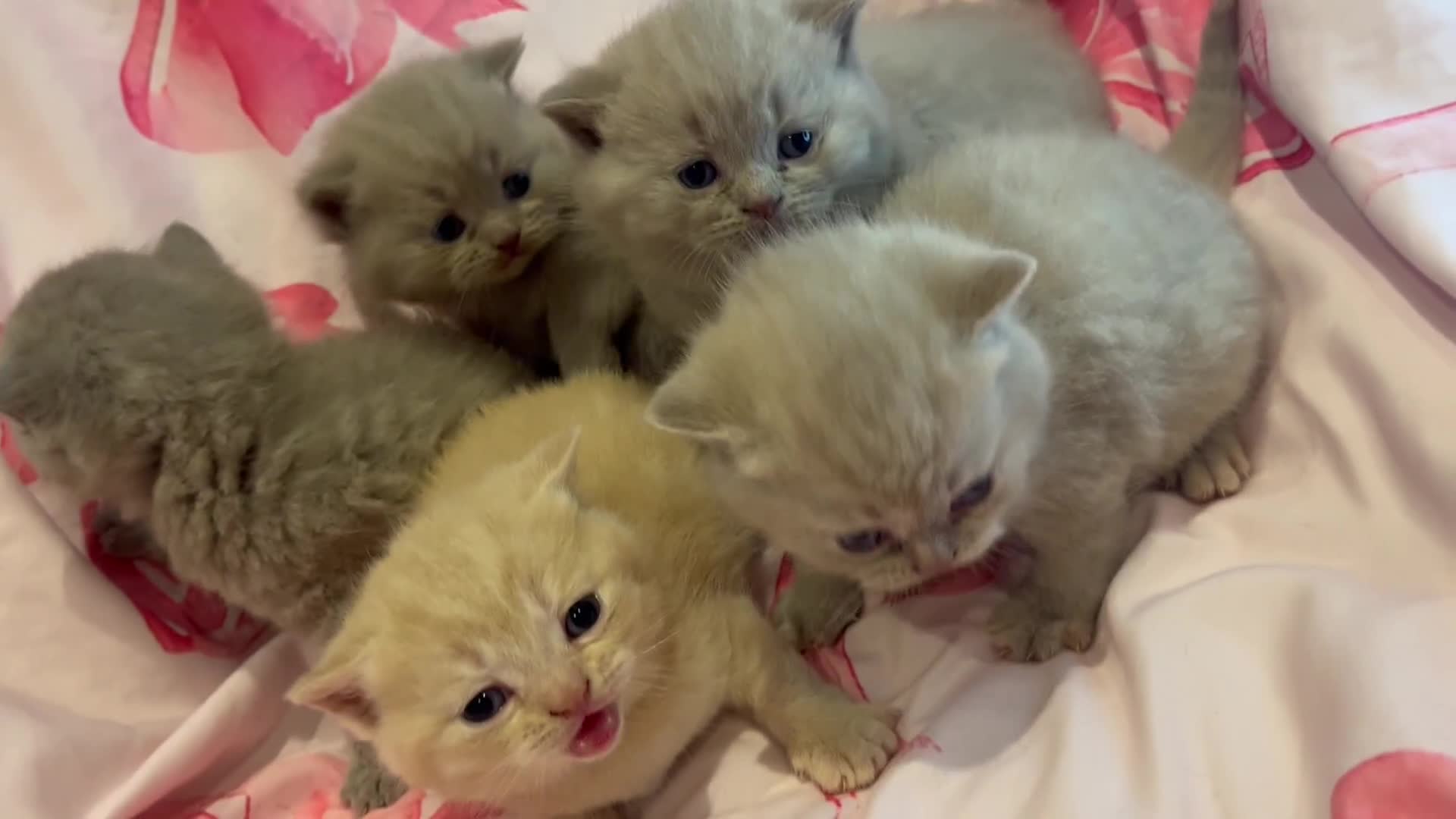 Brazilian Shorthair cats for sale: Pedigree British Shorthair Kittens Golden & Lilac - Video 1