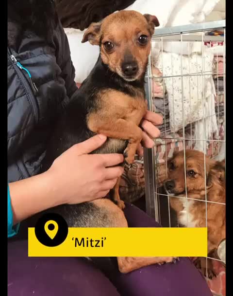 Mixed Breed dogs for adoption: Canela, 5-6 yrs old. Available for adoption. - Video 1