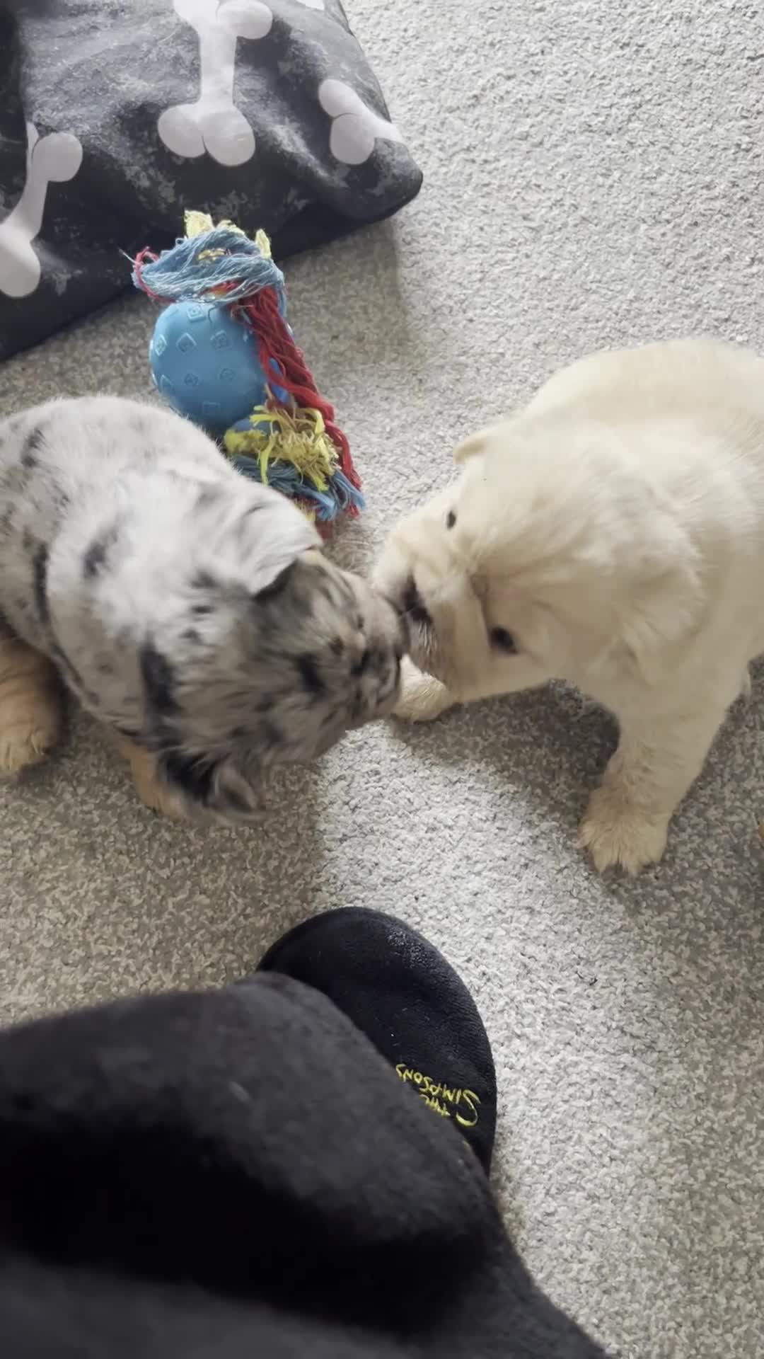 French Bulldog dogs for sale: Fluffy French bulldogs.  - Video 4