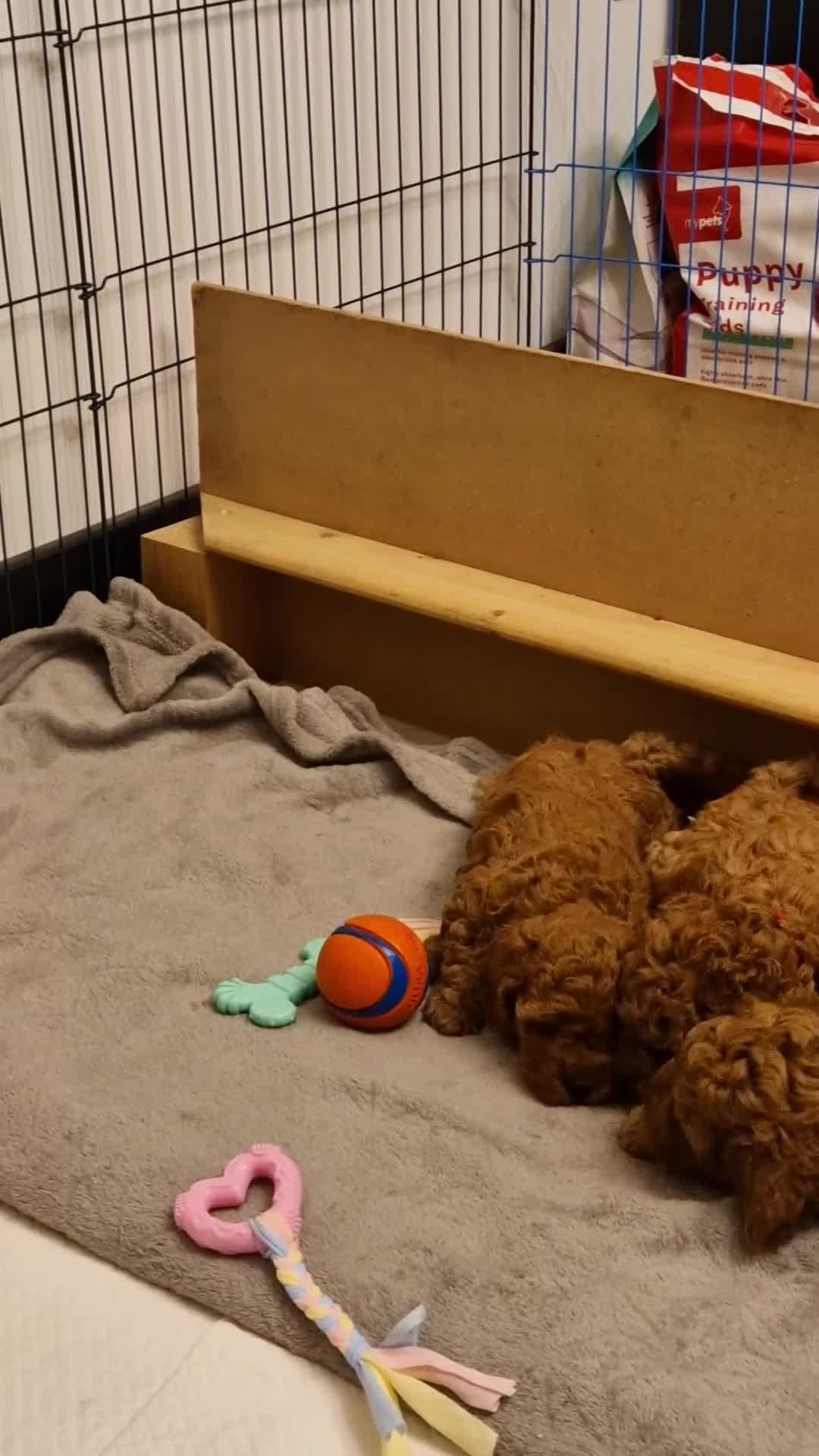 Cockapoo dogs for sale: Cockapoo F1B puppies.  - Video 1