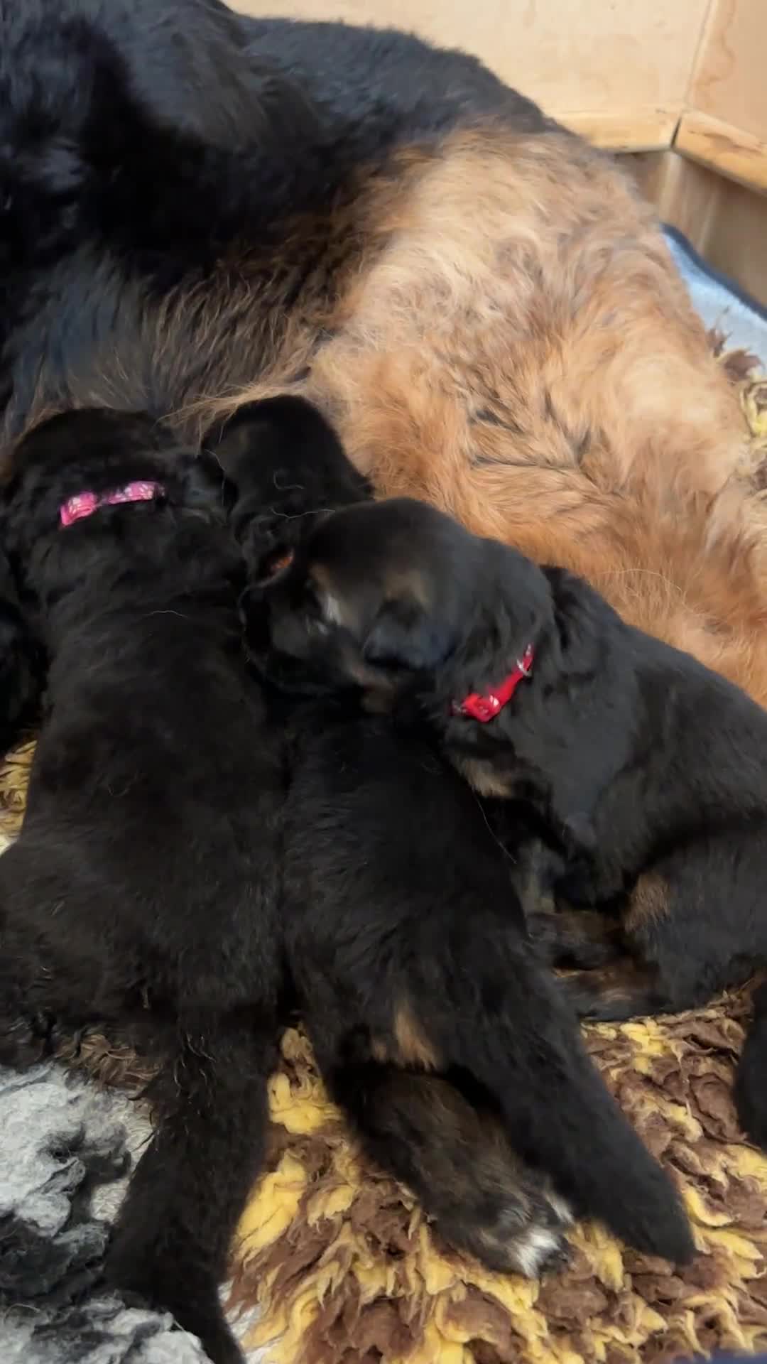 German Shepherd dogs for sale: Big,beautiful,wolf eyes puppies  - Video 3