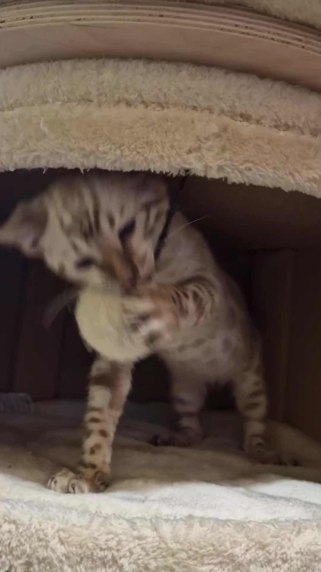 Bengal cats for sale: Rehome TICA registered Snow Lynx Bengal Boy - Video 1