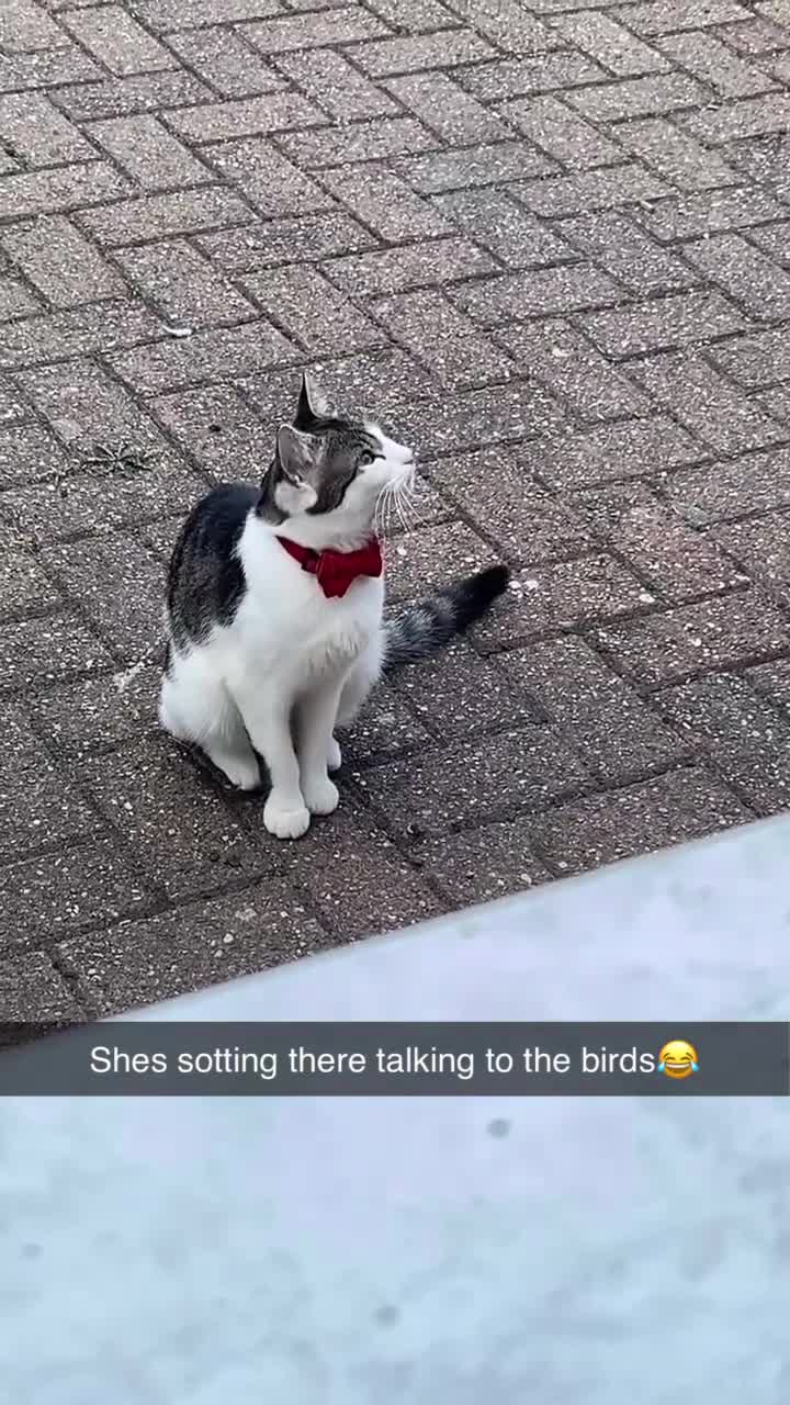 Mixed Breed cats for sale: Princess Aurora 2 Year Old Female in Colchester in Colchester - Video 1