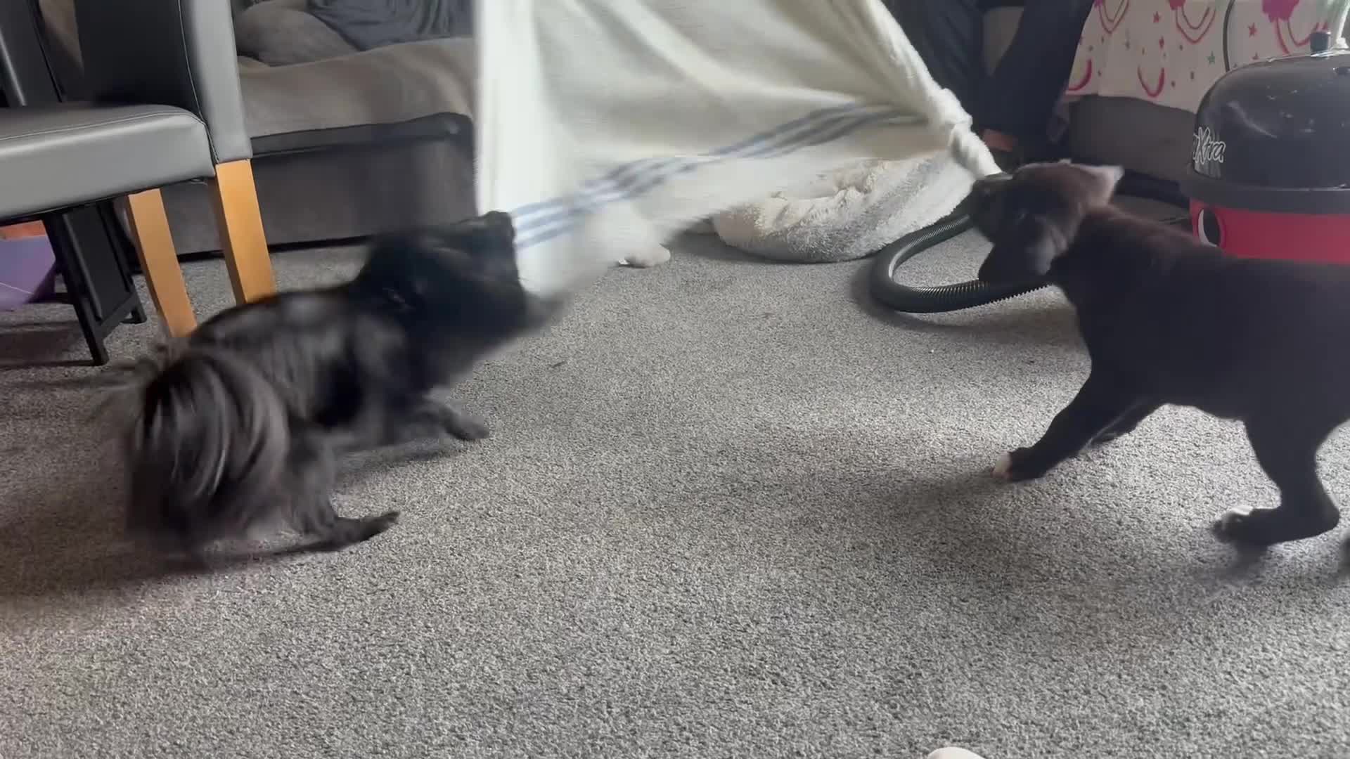 Mixed Breed dogs for sale: Athena beautiful cane Corso  - Video 1