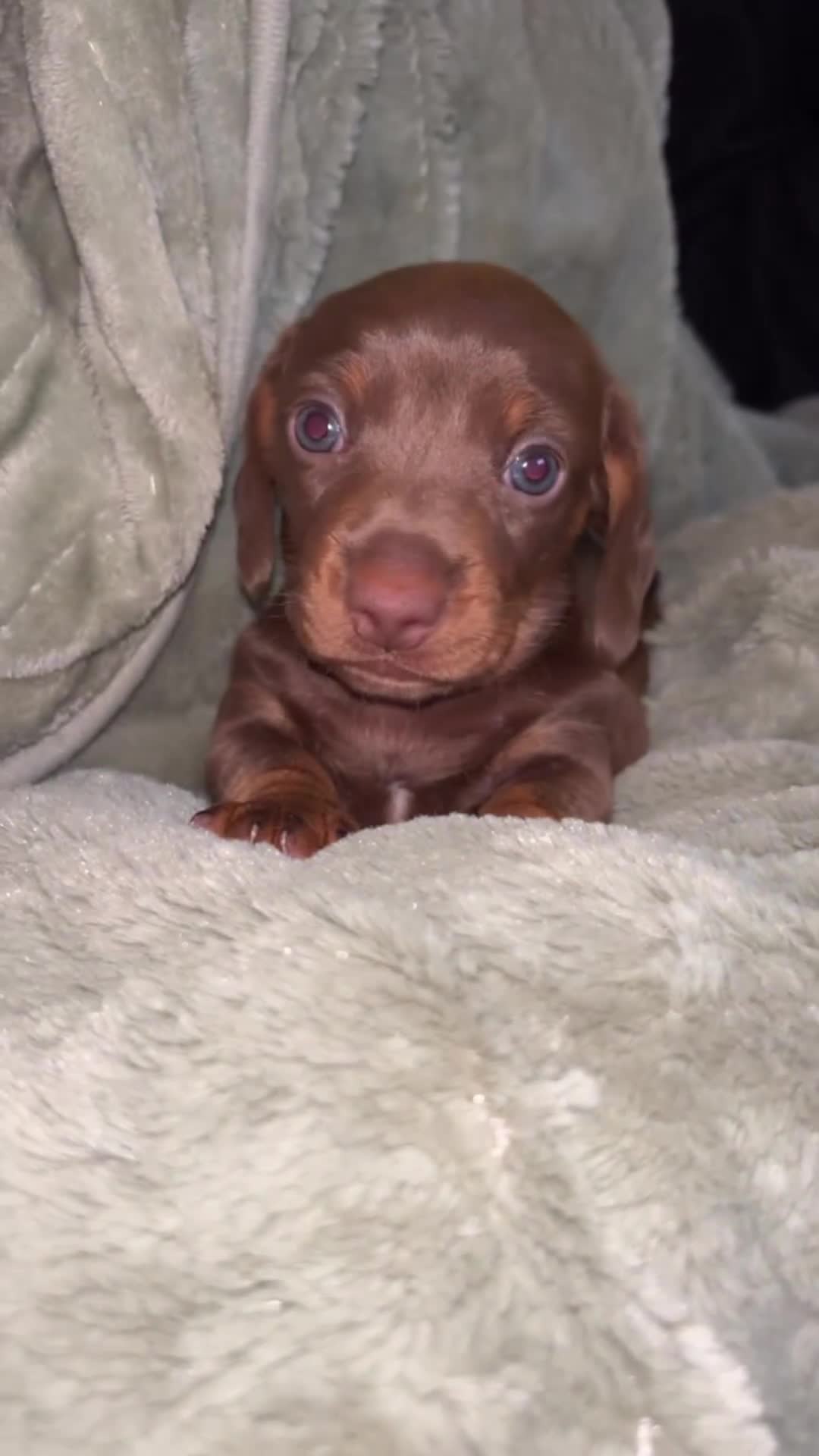 Dachshund dogs for sale: Miniature dachshund - Video 1