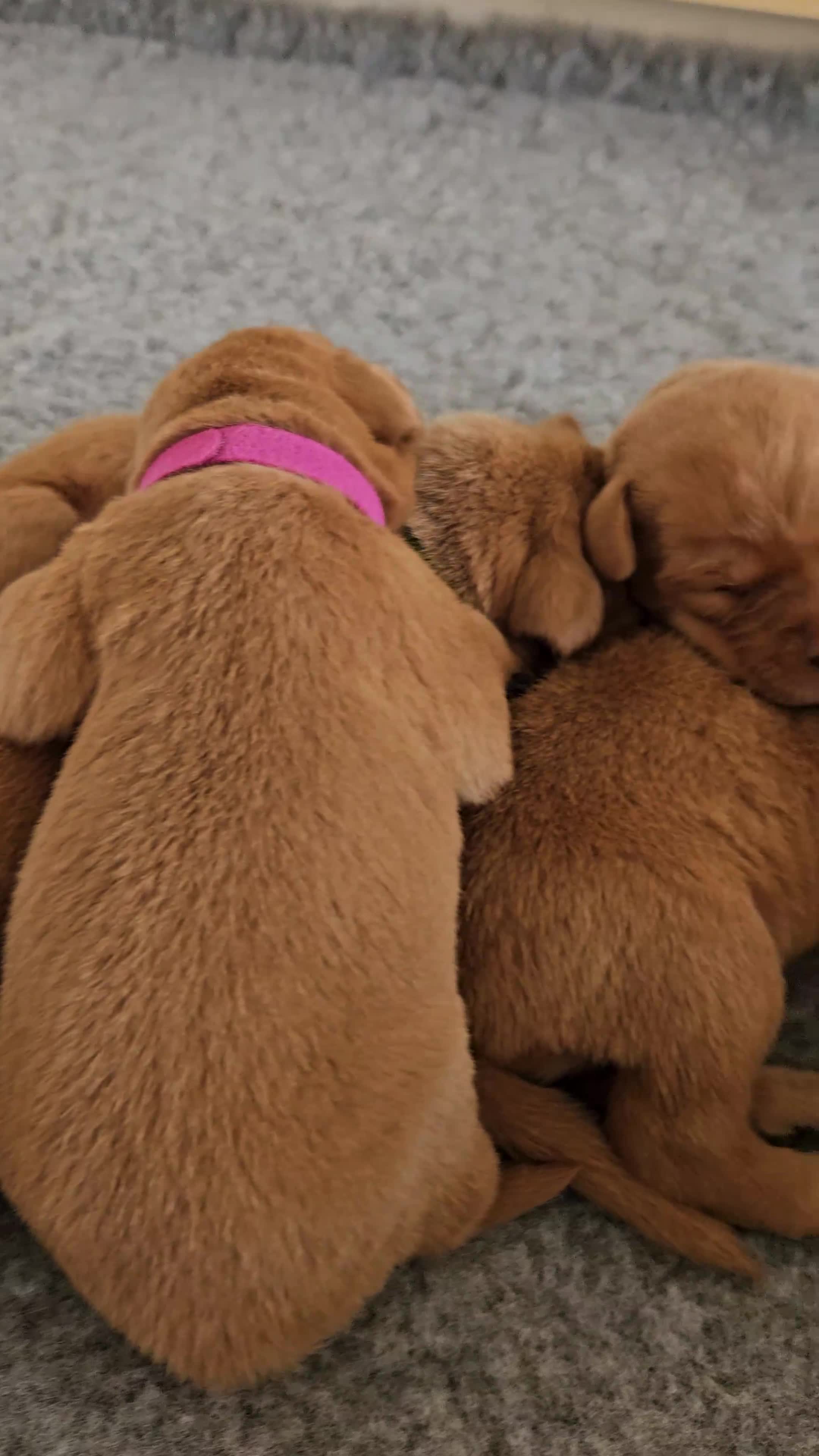 Labrador Retriever dogs for sale: Fox Red Labrador Retriever KC Registered puppies in Wetherby - Video 2