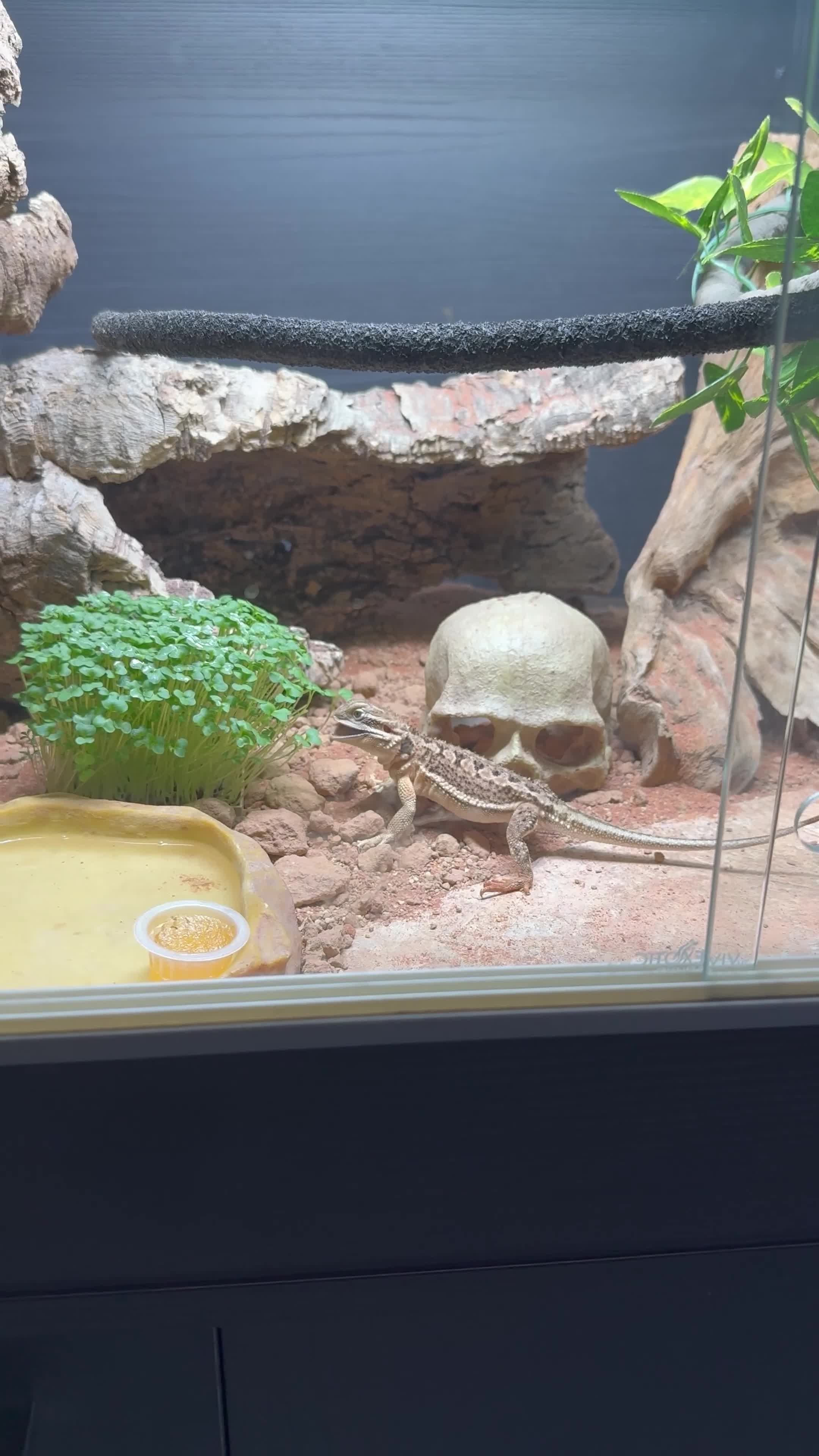 Bearded Dragon reptiles for sale: Healthy 1Yr Old Rankins Dragon Looking for NewHome - Video 1