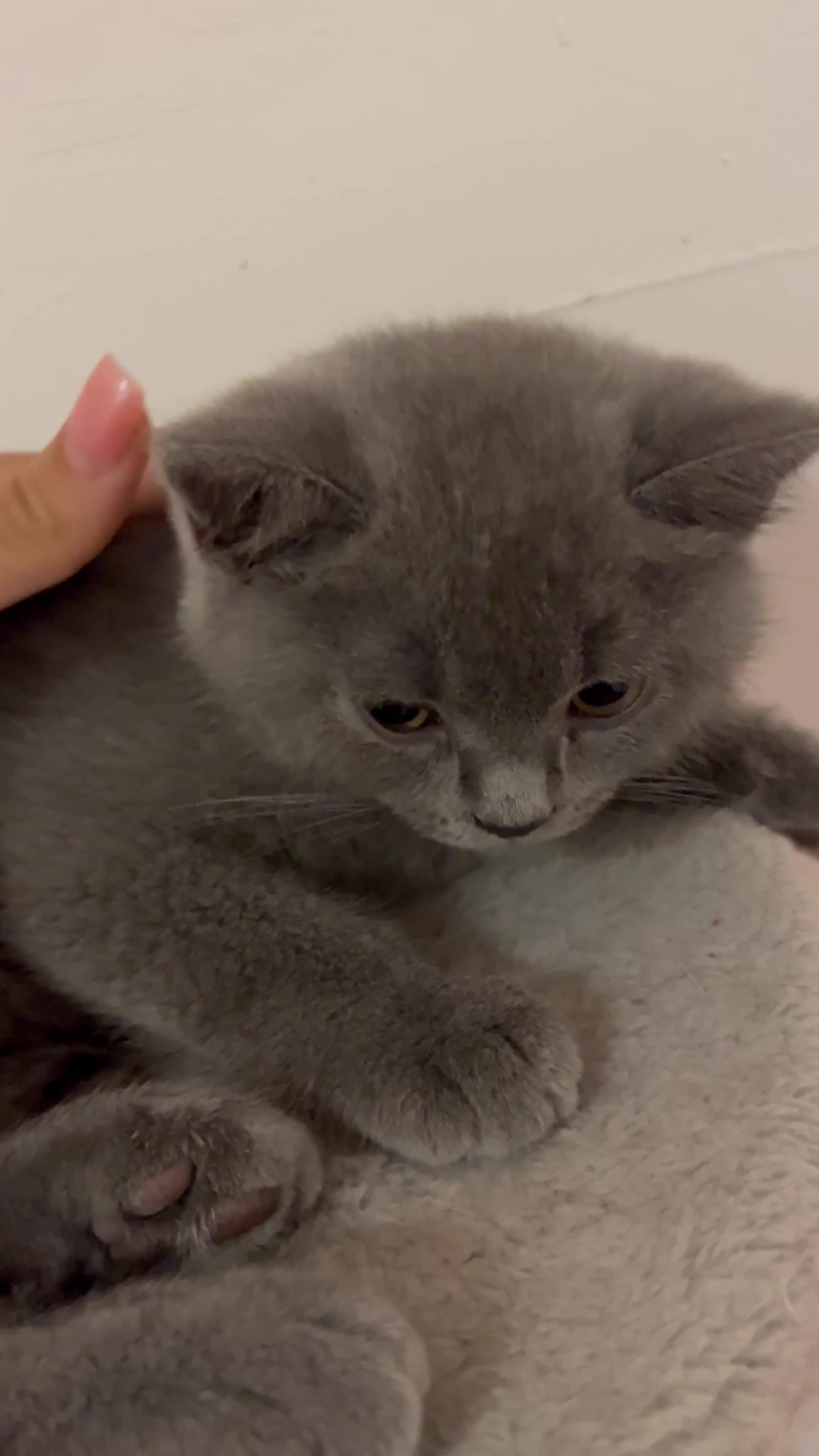 British Shorthair cats for sale: 🏆GCCF & TICA Pedigree Kitten, DELIVERY AVAILABLE! - Video 1