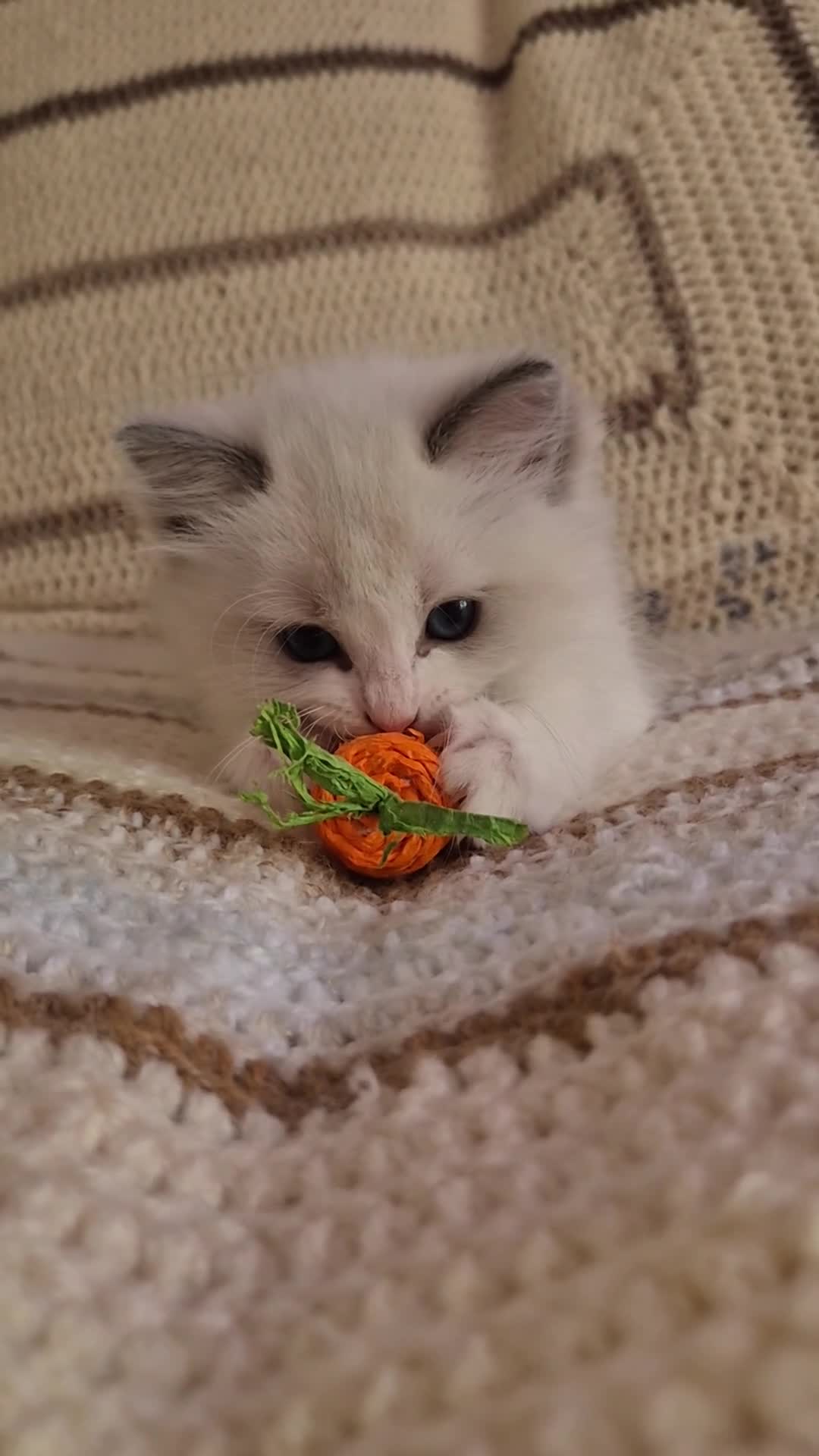 Ragdoll cats for sale: Ragdoll kittens looking for their forever home - Video 2