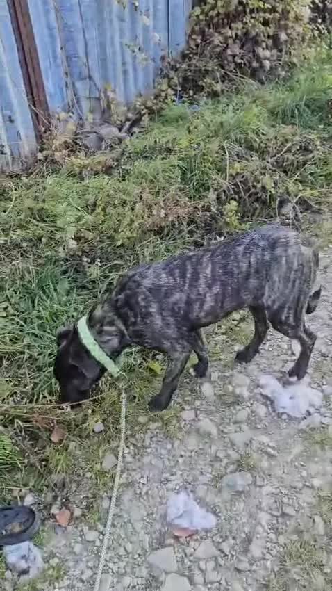 Mixed Breed dogs for adoption: A Beautiful and Gentle Girl - for a Loving Home - Video 1