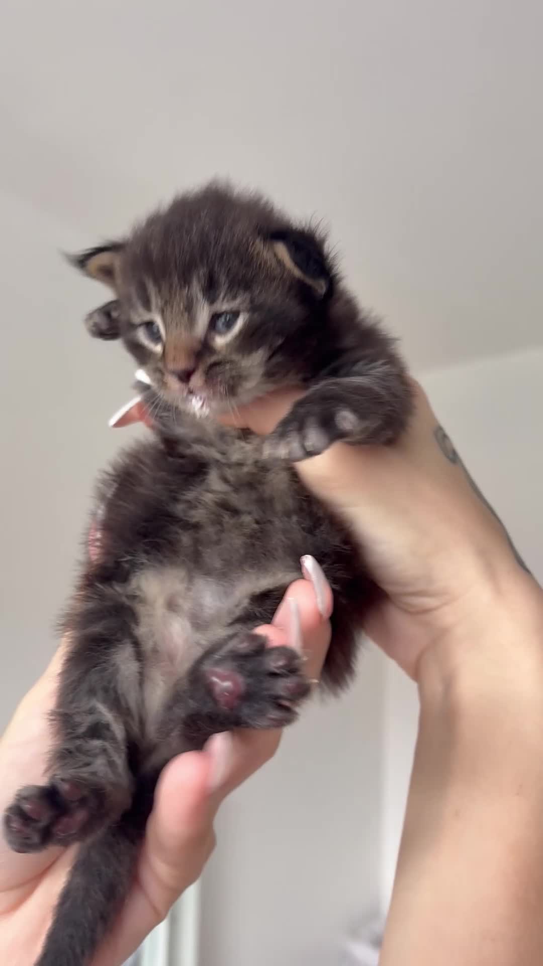 Maine Coon cats for sale: 2 MALE MAINE COON KITTENS FOR SALE  in Walsall - Video 1