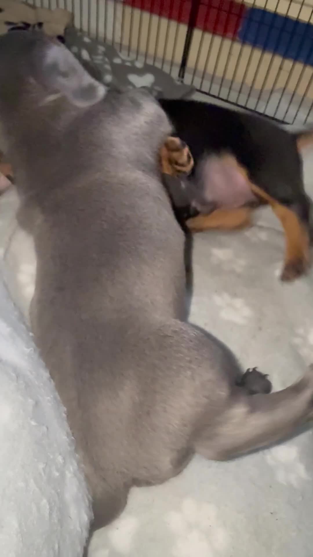 Miniature Dachshund dogs for sale: Last 2 pups 🩵🩷 - Video 3