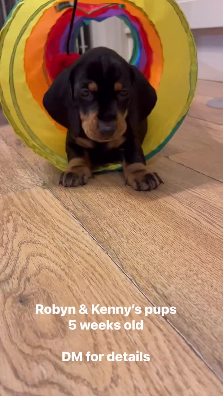 Dachshund dogs for sale: Standard Smooth Coat Dachshunds in Diss - Video 3