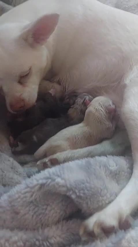 Chihuahua dogs for stud: Chocolate Tri  for stud in Ipswich - Video 2