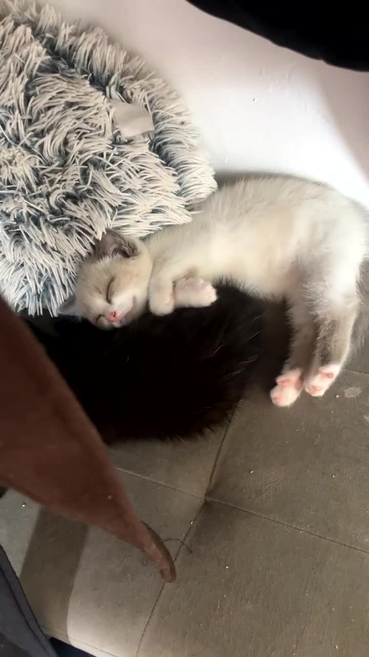 Mixed Breed cats for sale: Two wonderful kittens for sale - Video 1
