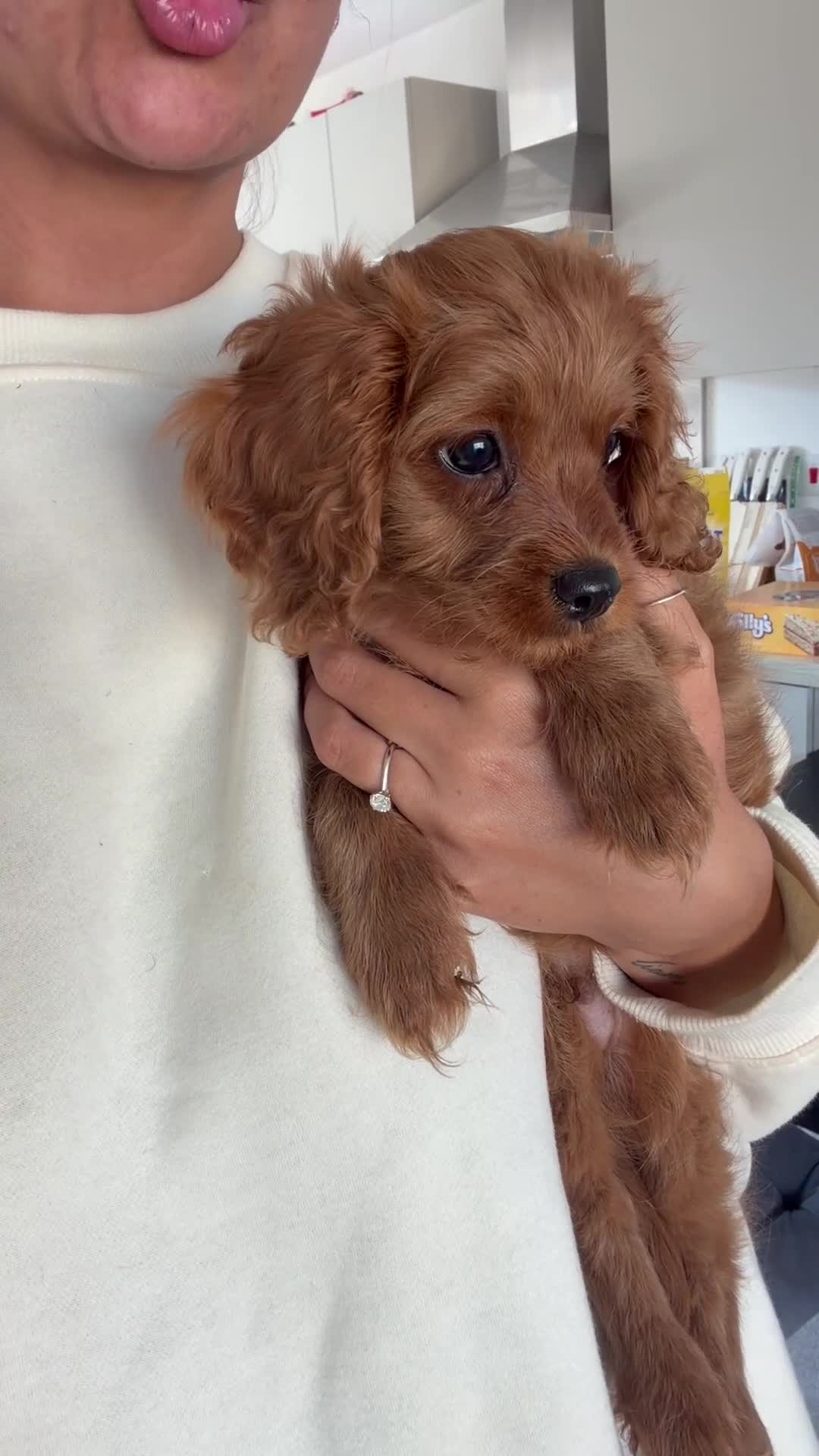 Cavapoo dogs for sale: ✨ TINY Fox Red F1 Cavapoos ✨ - Video 3