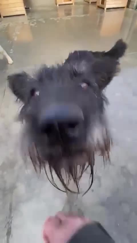 Mixed Breed dogs for adoption: Mildred, 6 yrs old approx. Available for adoption. - Video 1