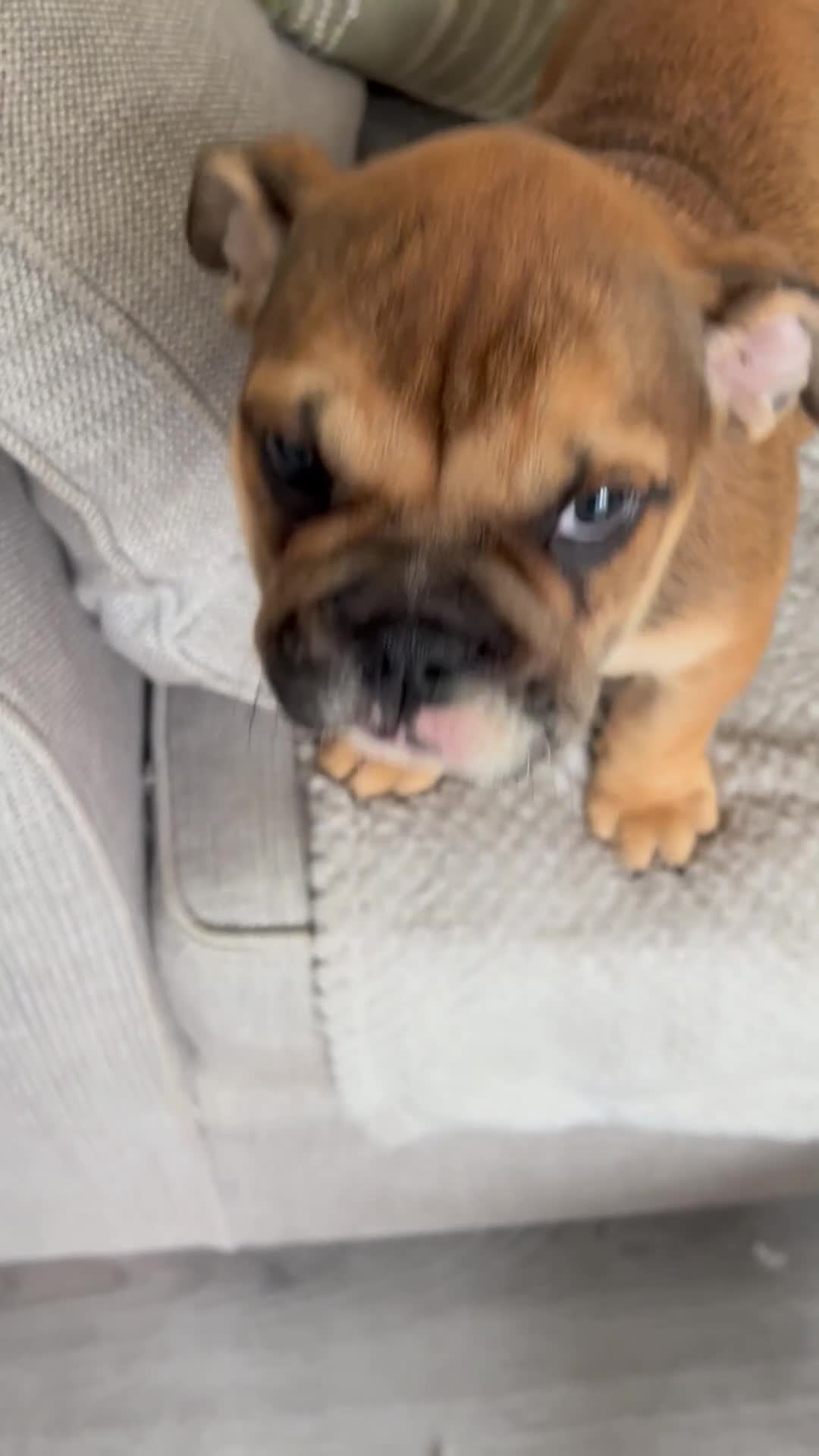 English Bulldog dogs for sale: English bulldog girl puppy British bulldog  - Video 1
