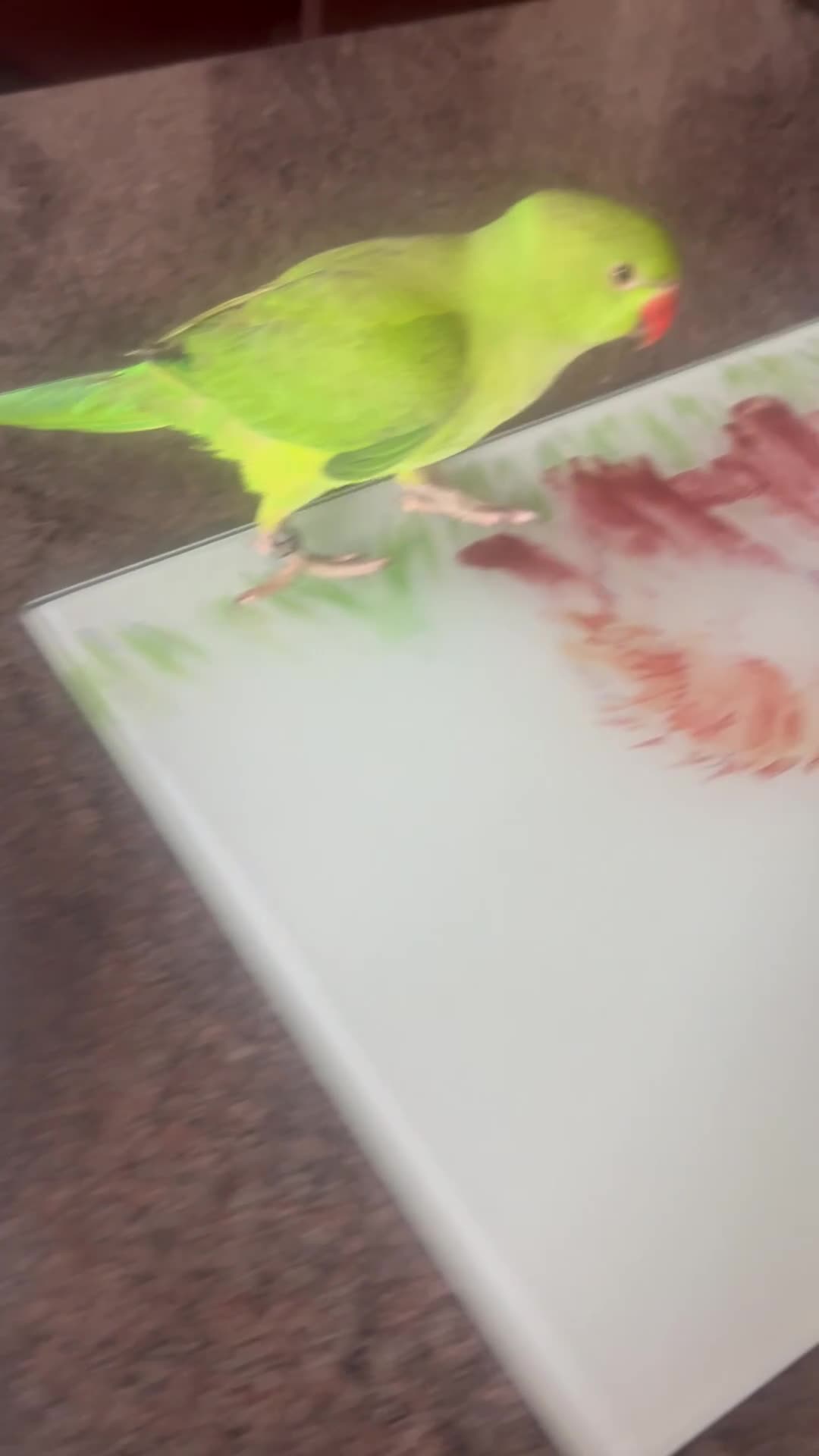 Ringnecks birds for sale: Young male Indian ringneck - Video 2
