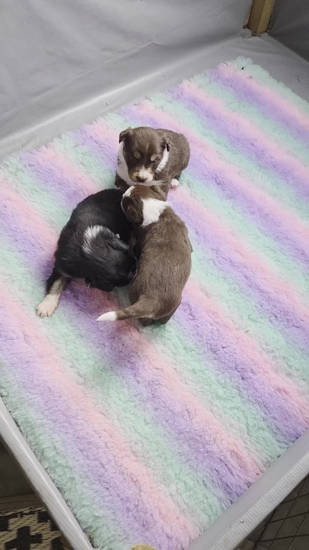 Border Collie dogs for sale: Stunning border collie puppies  - Video 1