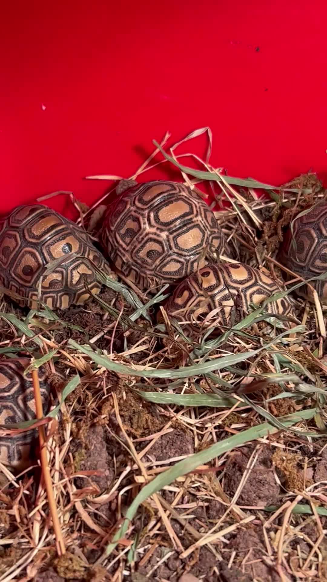 Mixed Breed reptiles for sale: Leopard tortoise babies x7 - Video 2