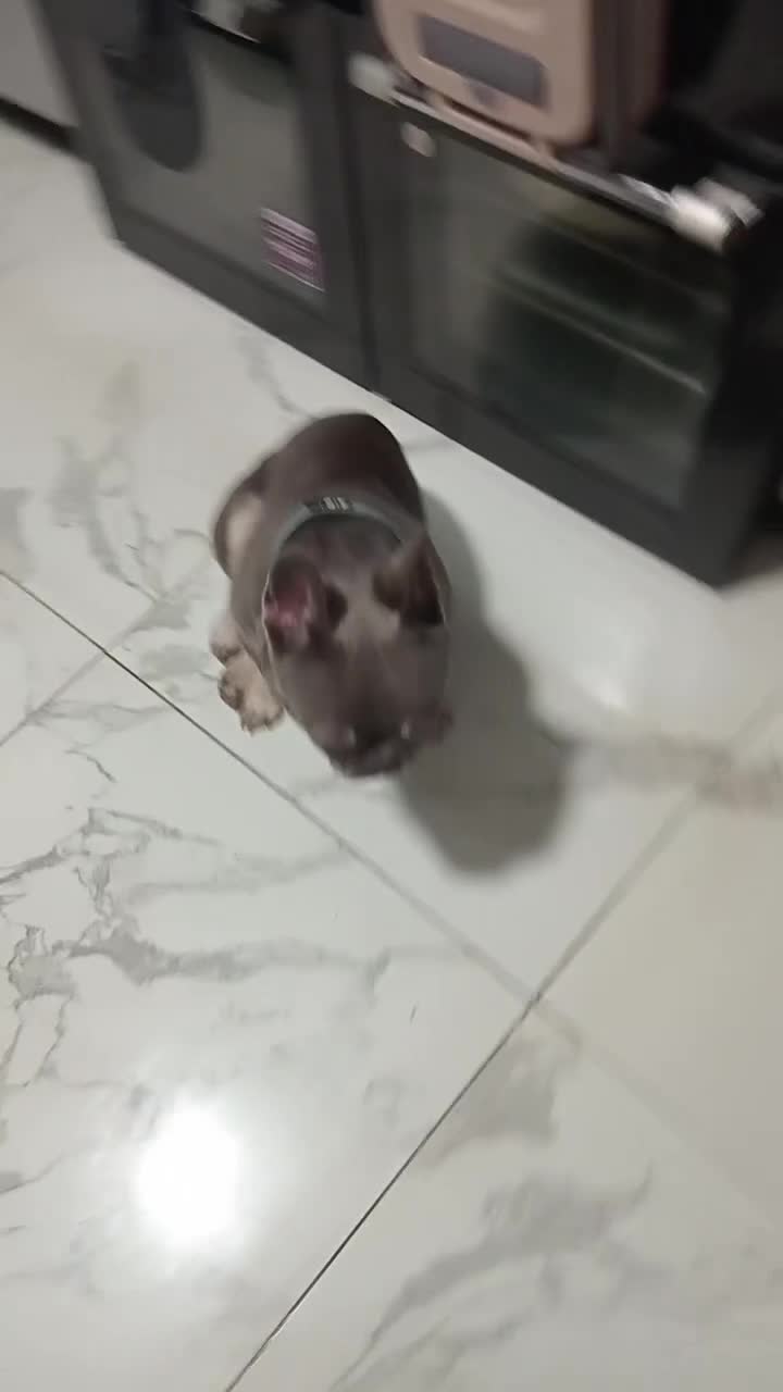 French Bulldog dogs for sale: Lorenzo for sale  - Video 1