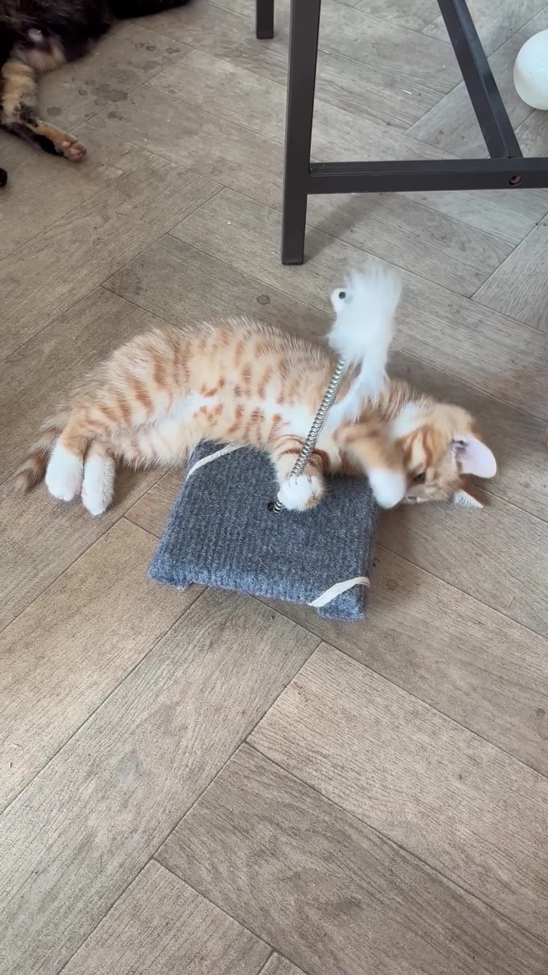 Mixed Breed cats for sale: Beautiful kittens looking for their forever home in Derby - Video 1