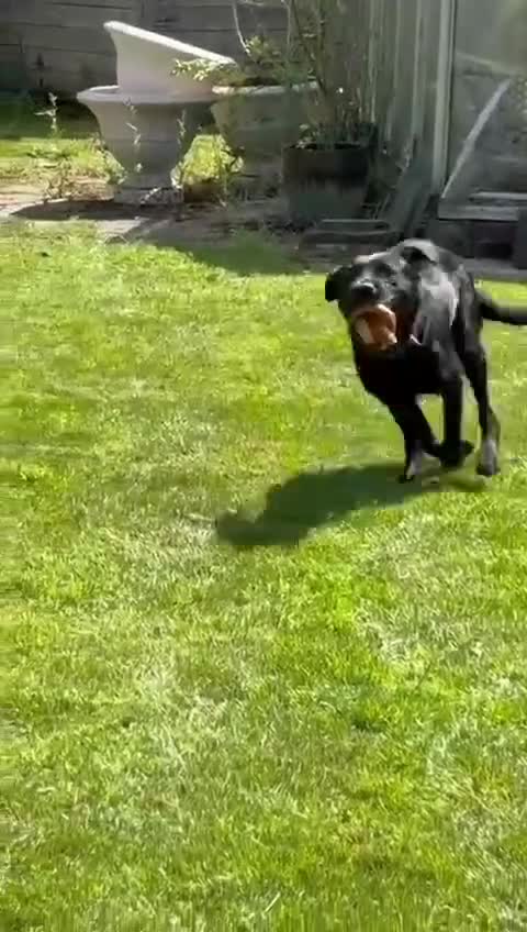 Mixed Breed dogs for adoption: 💙SCOUT- 16 month Lab cross fading in kennels💙 - Video 1