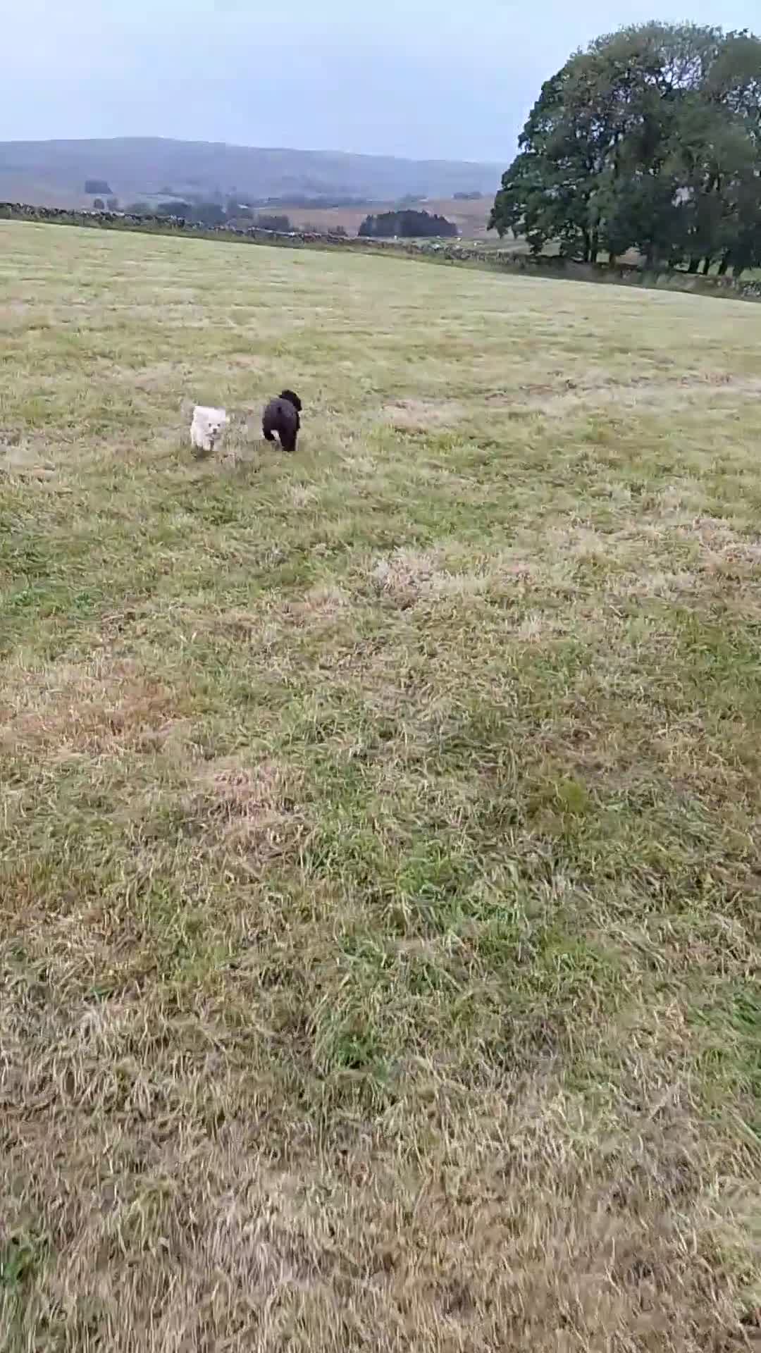 Maltese dogs for stud: Korean teddy faced Maltese stud (Ace) - Video 1