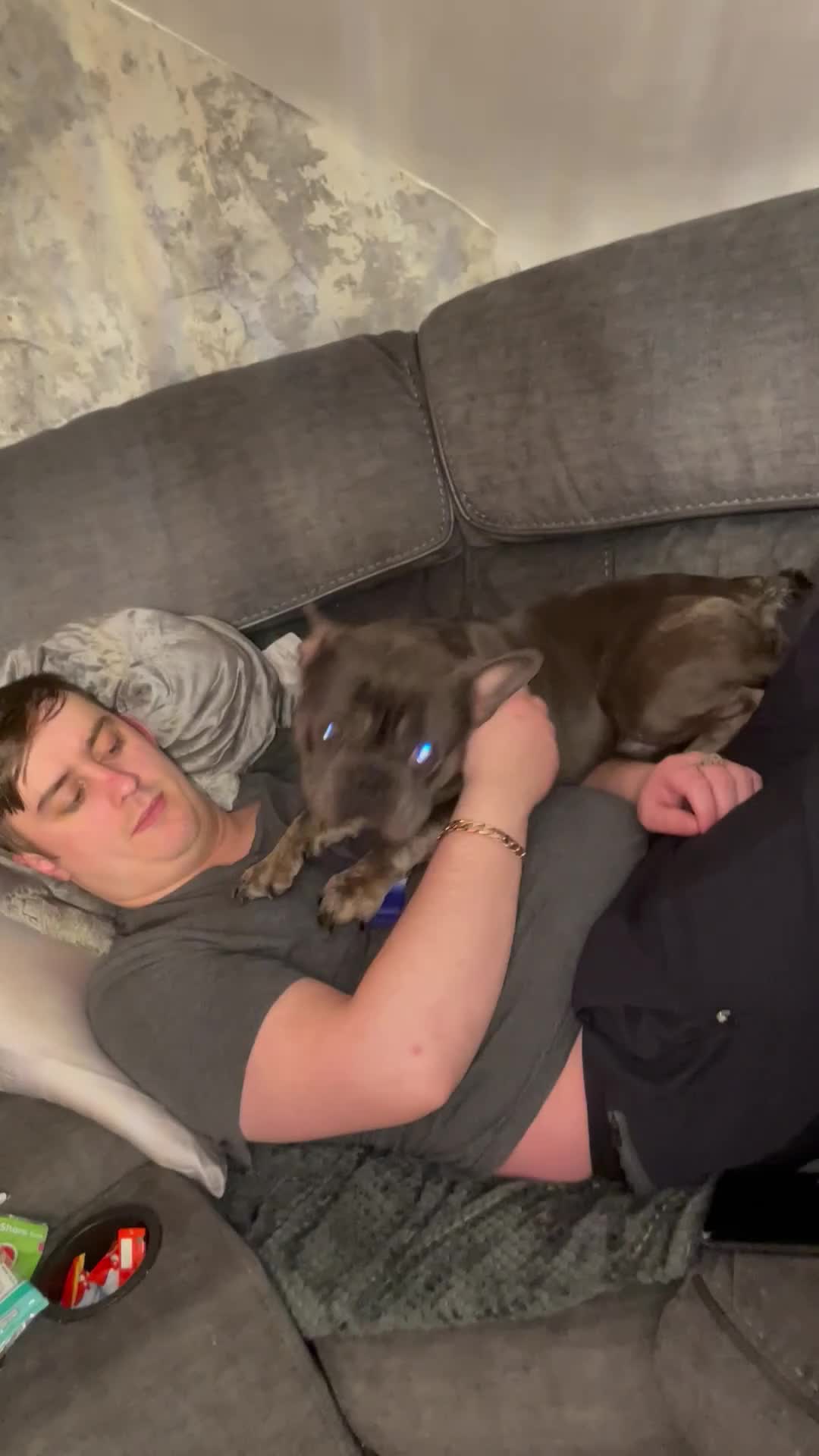 French Bulldog dogs for stud: Our gorgeous boy Crusoe is ready for stud - Video 2