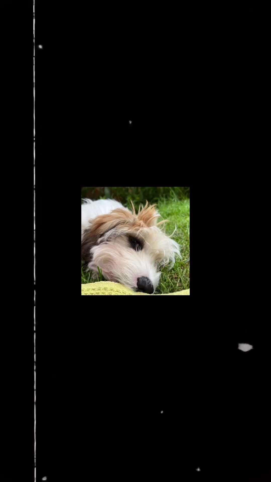 Cavachon dogs for sale: Health Screened litter of F1B Cavachons  in Colchester - Video 1