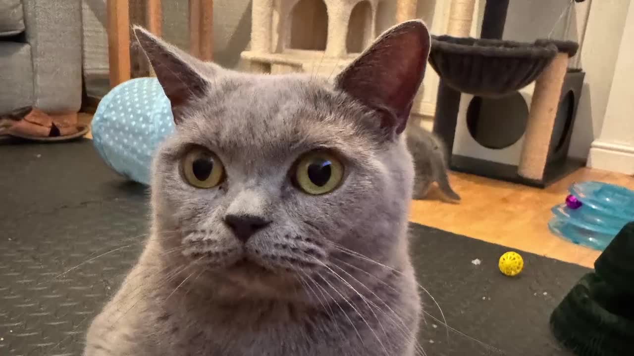 British Shorthair cats for sale: 💙 GCCF British Blue Boys – Ready Soon 💙 - Video 1