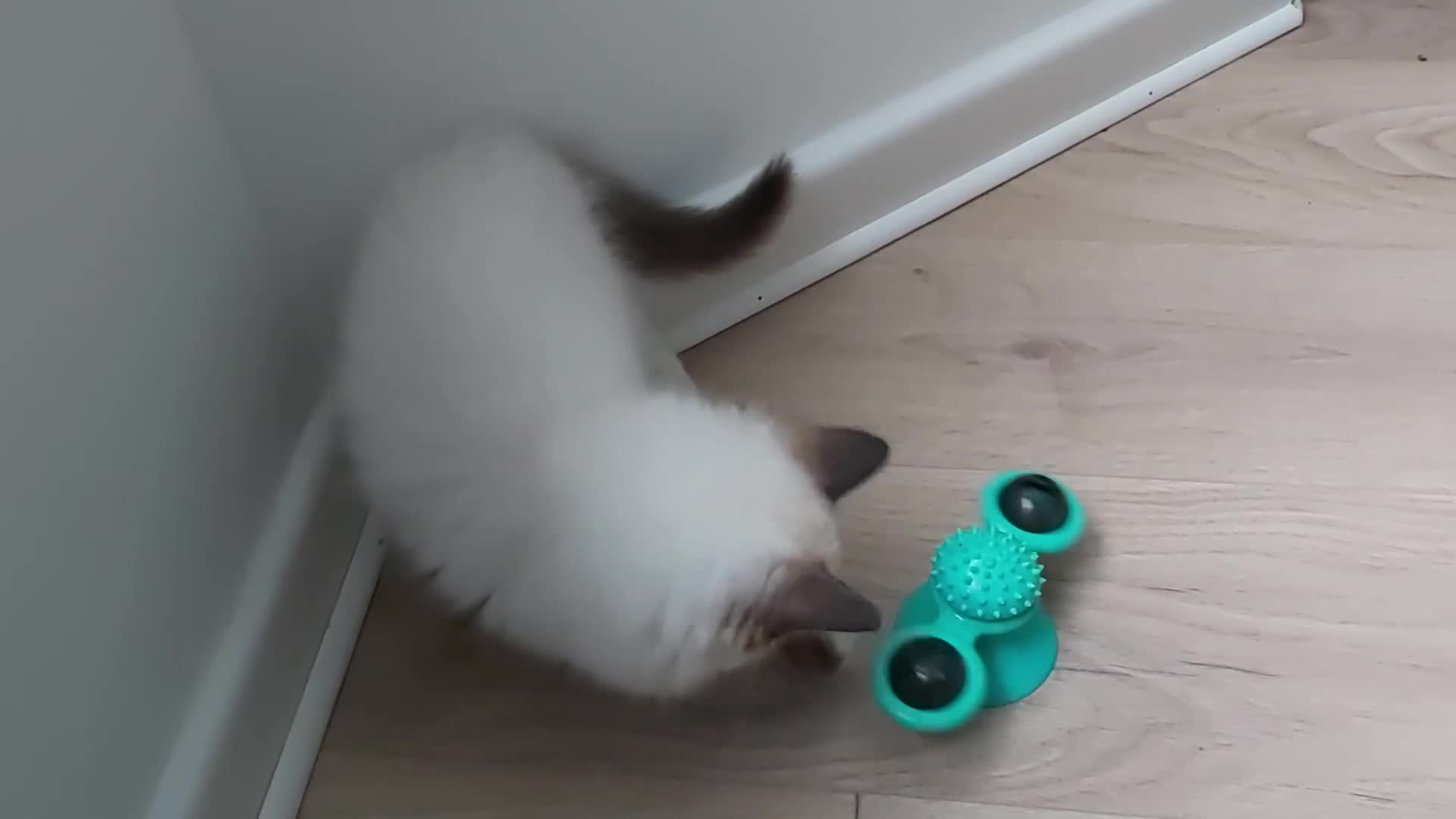 Ragdoll cats for sale: RAGDOLL SEAL POINT BLUE EYES READY NOW! - Video 1