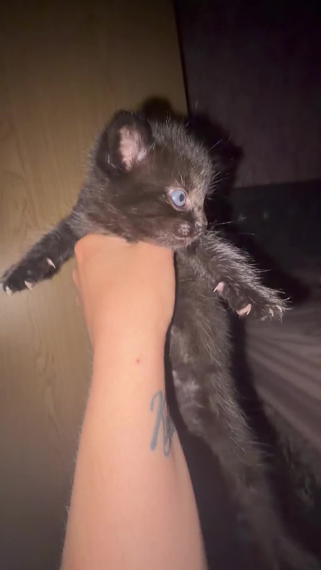 Mixed Breed cats for sale: One female kitten left :)  in Abingdon - Video 1