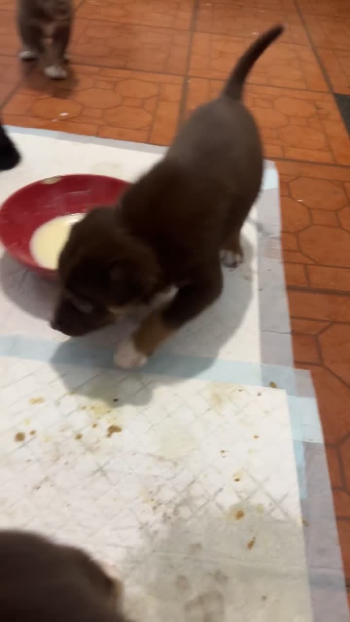 Mixed Breed dogs for sale: Puppies  - Video 1