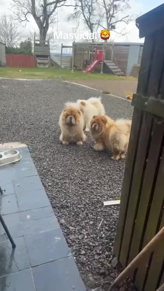 Chow Chow dogs for sale: Stunning Chow chow pups ready for new homes  - Video 2