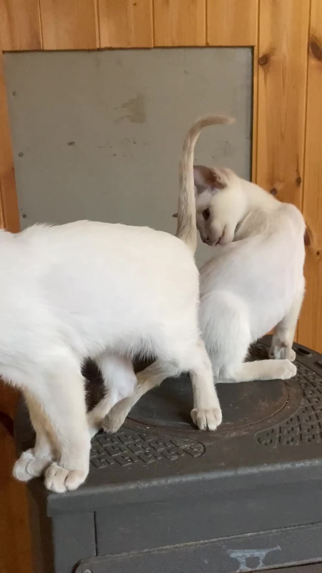 Oriental cats for sale: Oriental boy kittens - Video 2