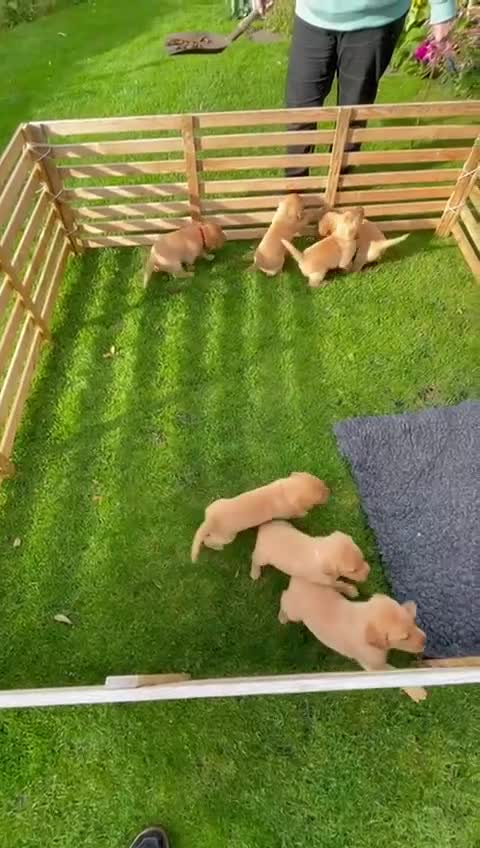 Labrador Retriever dogs for sale: Fox Red Labrador pups - Video 1