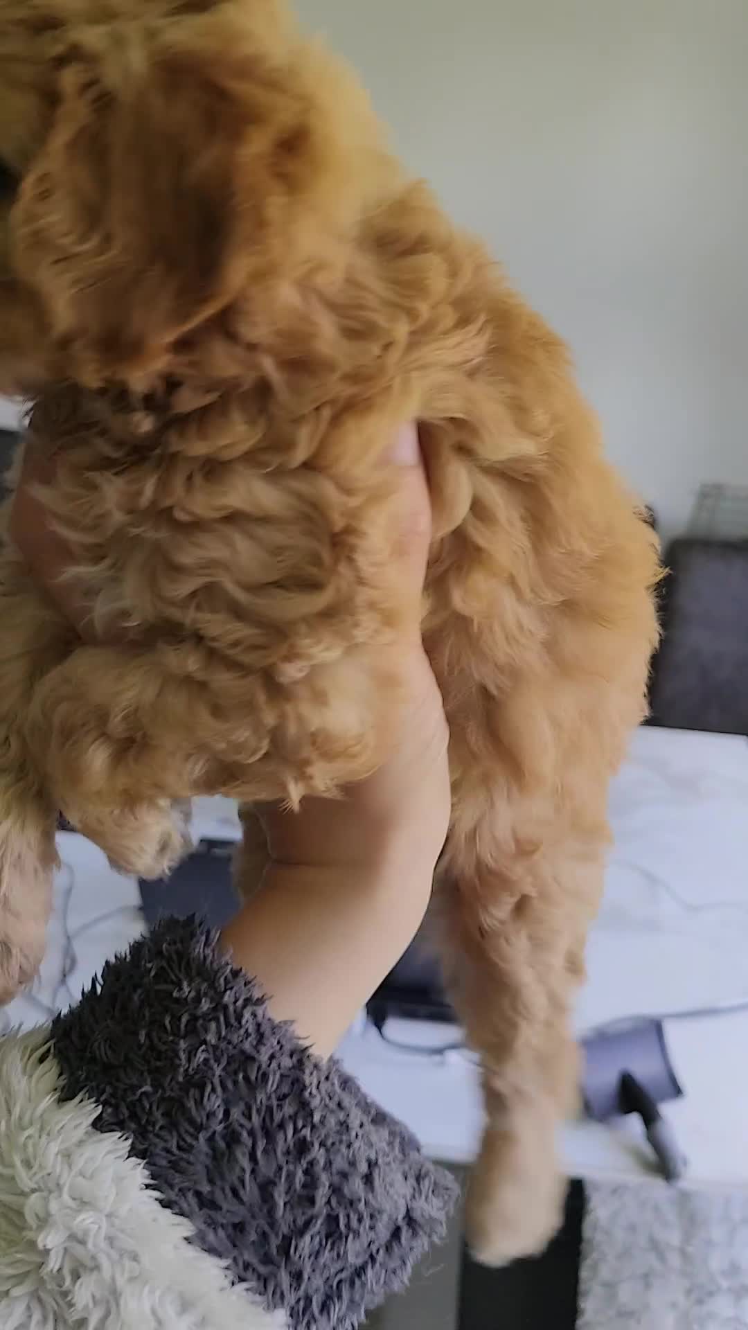 Cavapoo dogs for sale: Last girl ready to rehome in Preston - Video 3