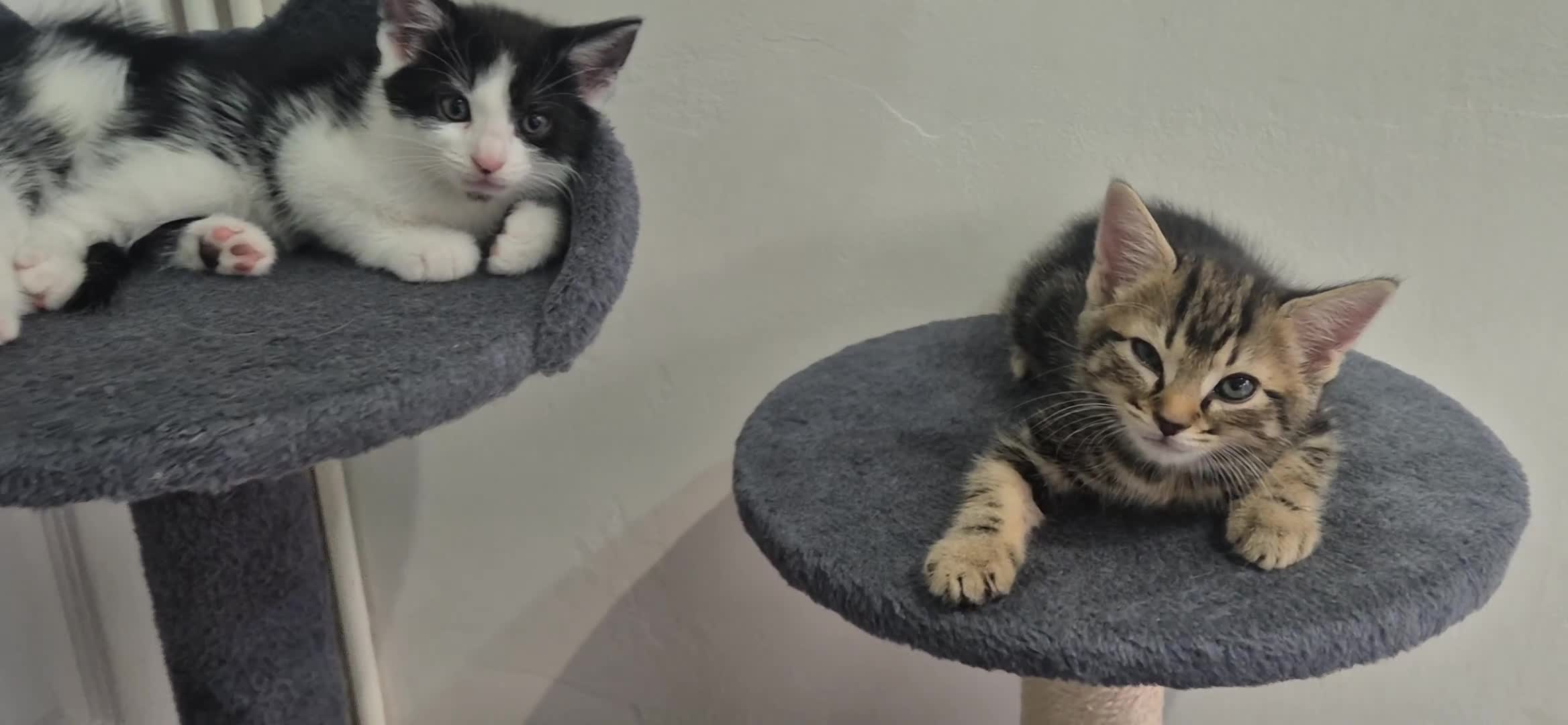 European cats for sale: Kitten for free - Video 2