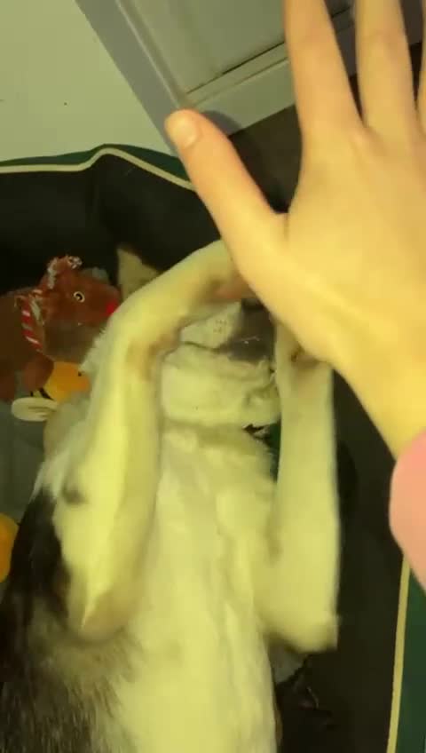 Mixed Breed dogs for adoption: Angel 👼🏼  - Video 1