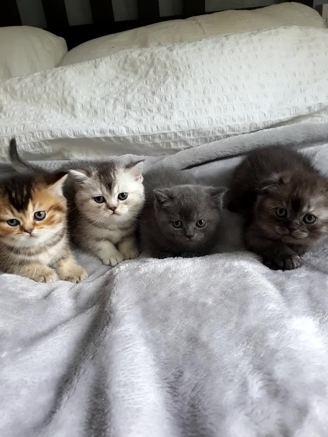 Scottish Fold cats for sale: Scottish Fold Kittens Available - Video 1